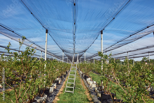 Blueberries organic farm with hail protective netting.