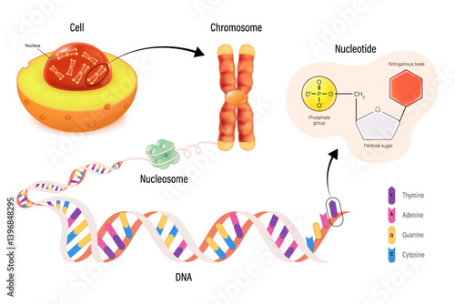 Cell, Chromosome , nucleosome and DNA(Deoxyribonucleic Acid). Thymine, Adenine, Guanine, Cytosine, Sugar phosphate backbone and base pair. Nucleotide structure.