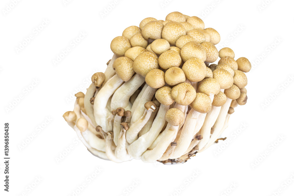 Fresh, natural brown mushrooms, a healthy vegetable ingredient isolated on white Fresh, natural brown mushrooms, a healthy vegetable ingredient isolated on white