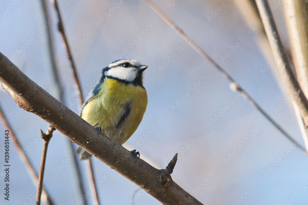 Obraz premium great tit parus majorThe Blue Tit, scientific name Cyanistes caeruleus, is among the most widespread nesting species in Italy, it attracts attention for the bright colours of its livery .