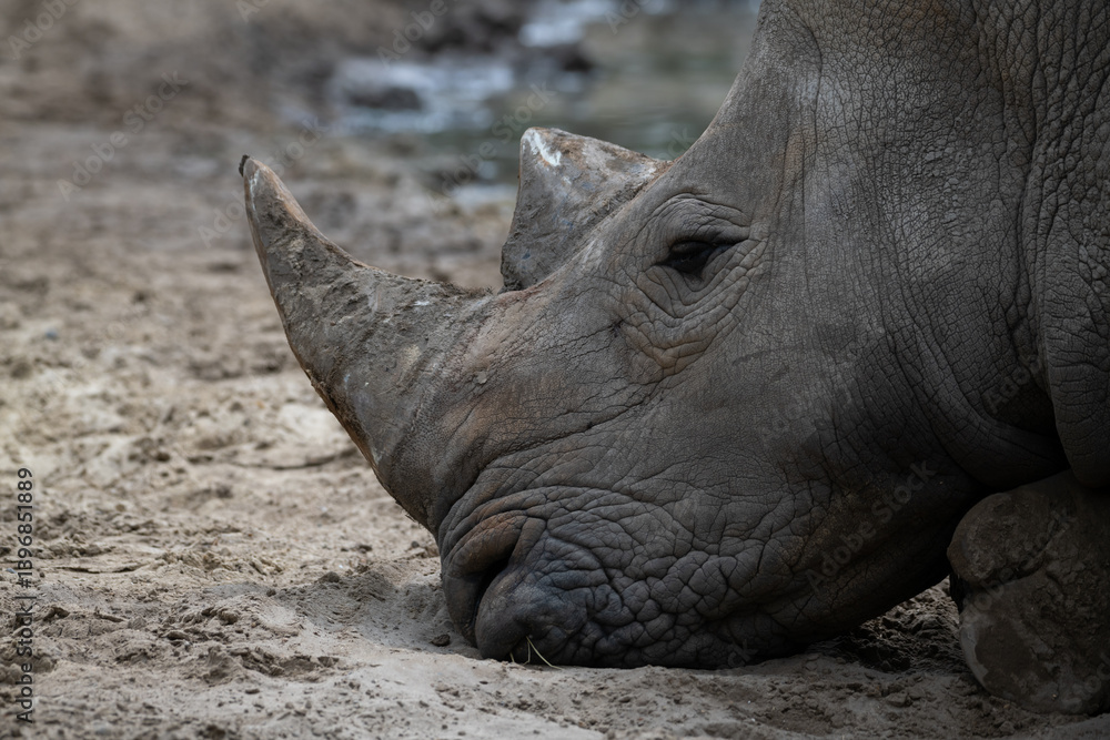Rhinoceros resting peacefully in sandy habitat near water source