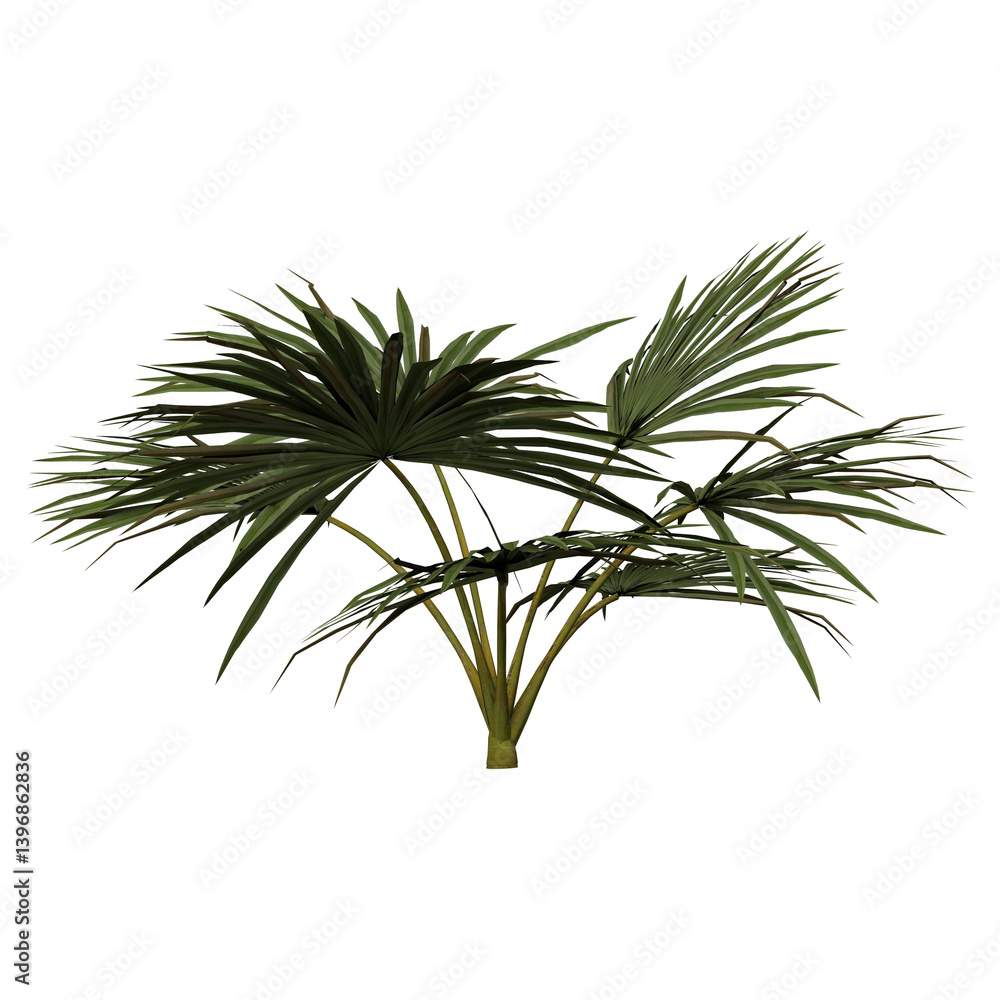 Fototapeta premium green palm leaves