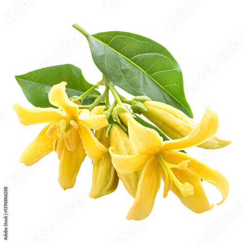 Bright yellow ylang ylang flowers with green leaves transparency background, showcasing natural