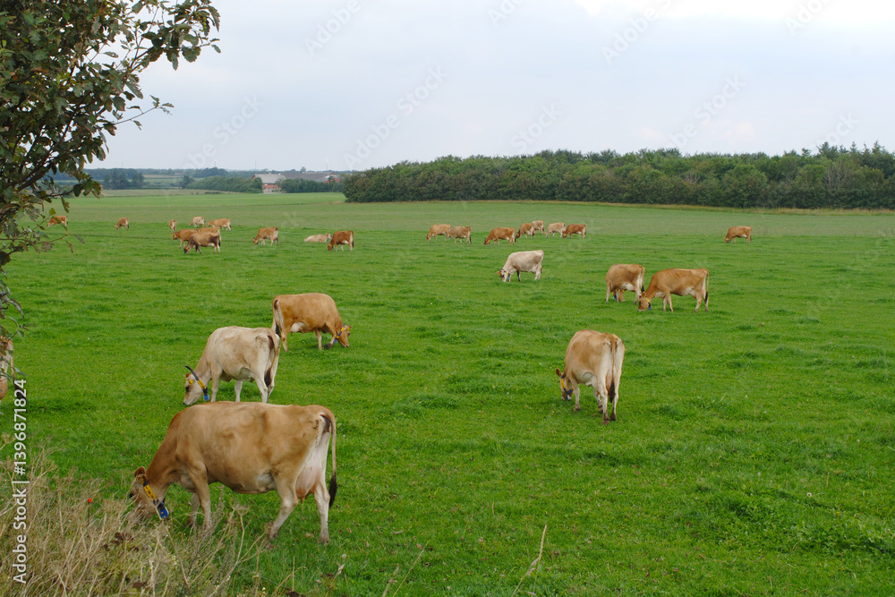 Kühe, Jersey  auf der Weide