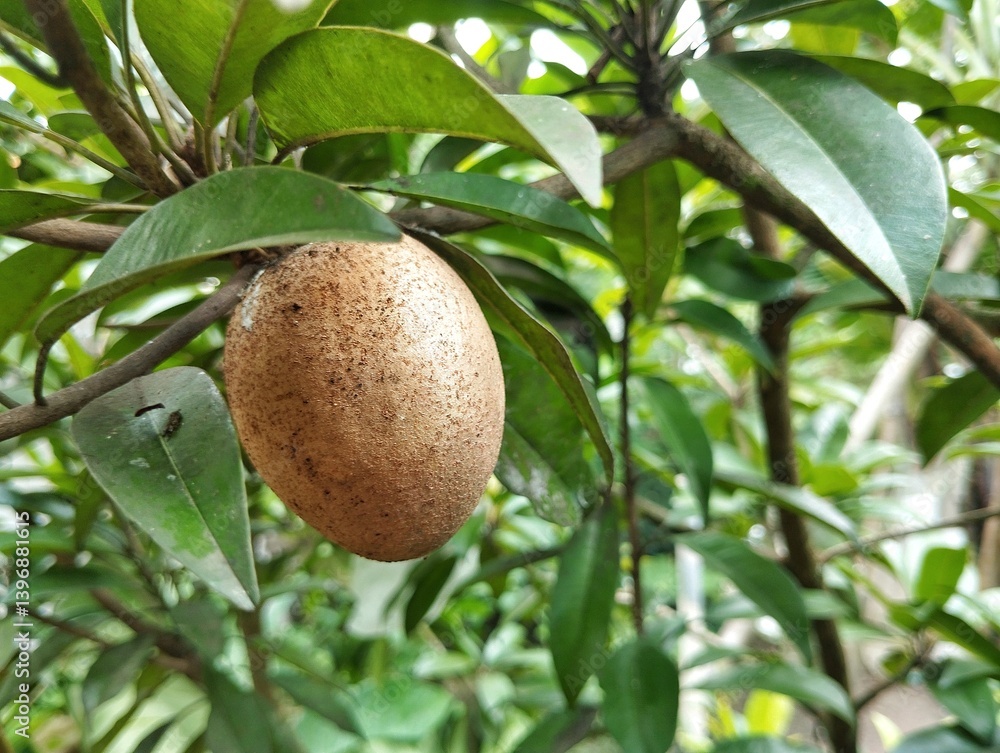 sapodilla fruit hangs from a branch surrounded by green leaves in outdoor garden sapodilla fruit hangs from a branch surrounded by green leaves in outdoor garden