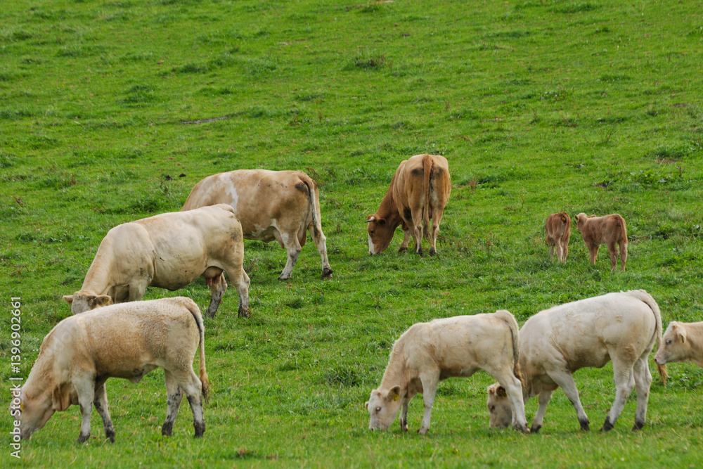 Fototapeta premium Mutterkuhhaltung