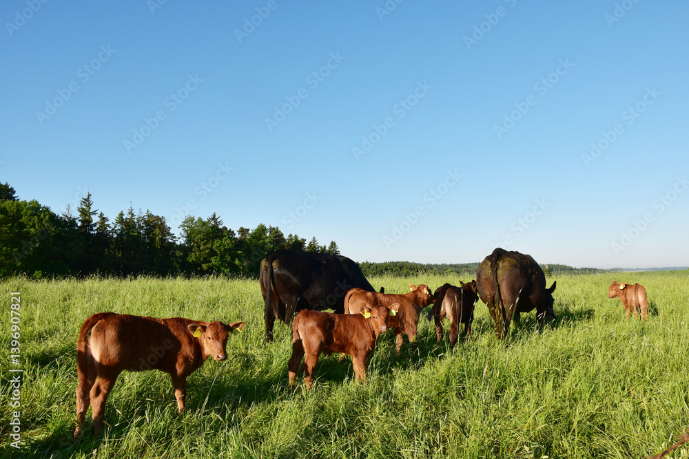 Deutsch-Angus, Kälber, Kühe, Rinder, Weide Deutsch-Angus, Kälber, Kühe, Rinder, Weide