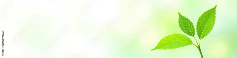 Fototapeta premium Small green leaf isolated on white background, vegetation, botanical