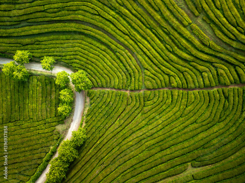 Aerial view of Cha Gorreana tea plantation on Azores. Texture of repeating rows of tea bushes as seen from above. No people in the scene.