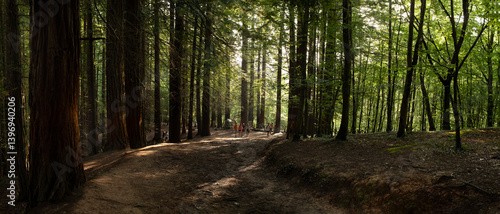 Natural Monument of the Redwoods of Monte Cabezon, Cabezon de la Sal, Cantabria
