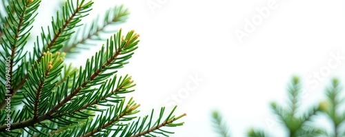 Spruce branches isolated against white backdrop, nature, forest, evergreen