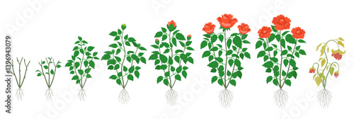 Vector Rose Life Cycle Illustration Plant Growth from Bud to Withered Flower