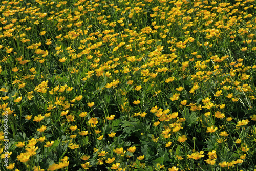 Obraz na płótnie Ranunculus repens Creeping Buttercup Meg many feet flower close up w salonie