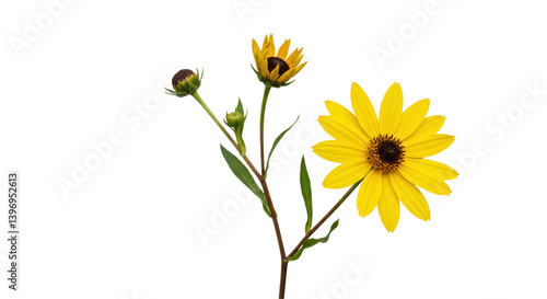 Fotografie Isolated Yellow Sunflower with Buds