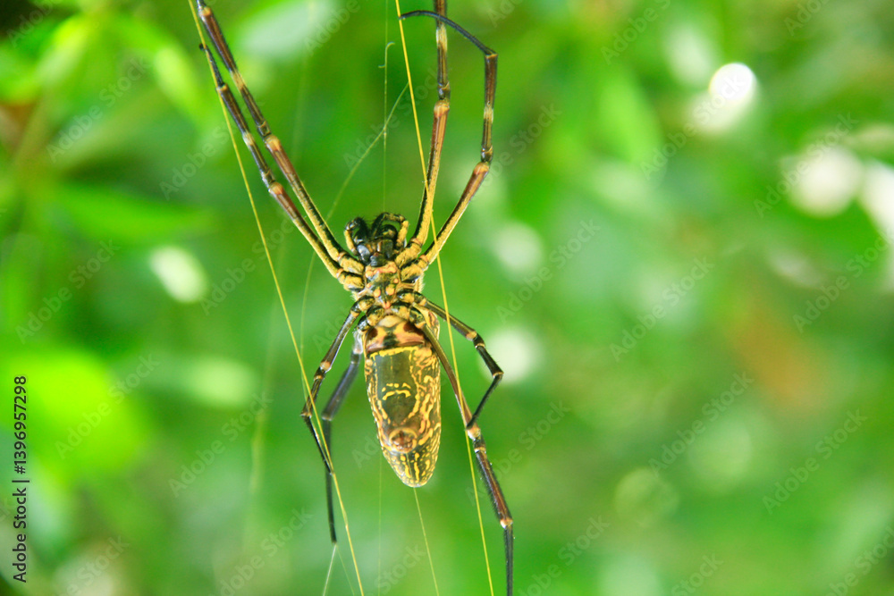 Fototapeta premium Golden Web Spider or Nephila pilipes, Macrophotograpy, close-up