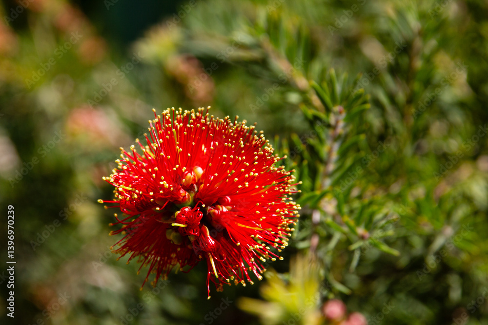 A striking red bottlebrush flower in full bloom, set against a lush green background. Its vivid red filaments tipped with golden pollen stand out beautifully, showcasing nature's intricate design A striking red bottlebrush flower in full bloom, set against a lush green background. Its vivid red filaments tipped with golden pollen stand out beautifully, showcasing nature's intricate design