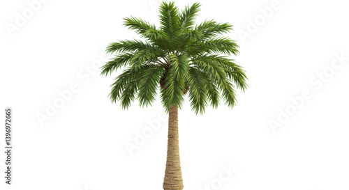Isolated Palm tree