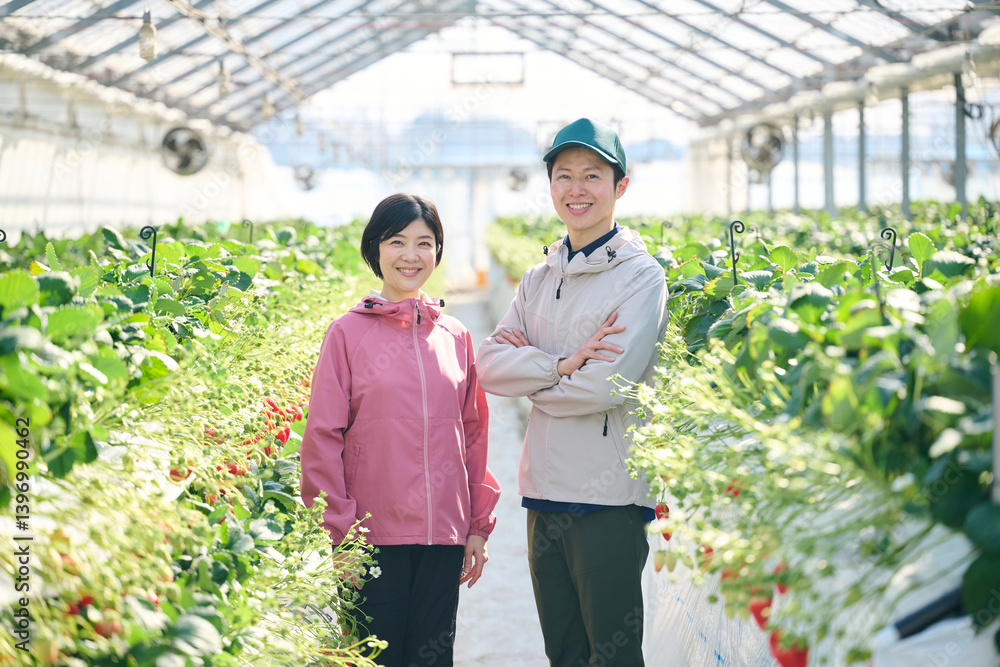 Obraz premium ビニールハウスで作業をするいちご農家の夫婦