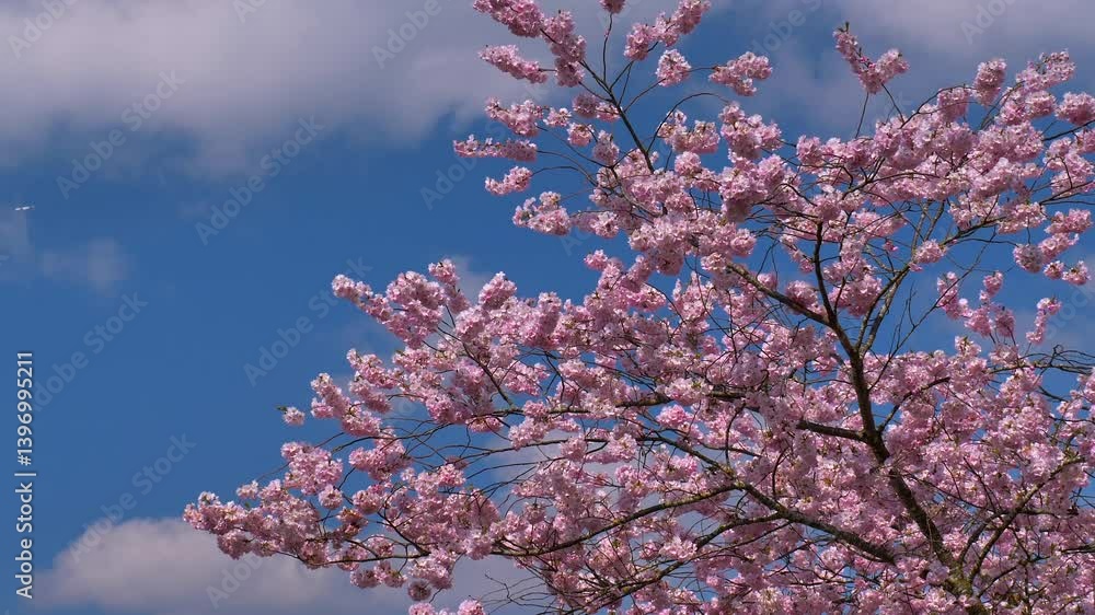 Kirschblüte im Frühling, Japanische Blütenkirsche, Grannenkirsche, Orientalische Kirsche, Grannenkirschbaum, Japanischer Blütenkirschbaum (Prunus serrulata) Kirschblüte im Frühling, Japanische Blütenkirsche, Grannenkirsche, Orientalische Kirsche, Grannenkirschbaum, Japanischer Blütenkirschbaum (Prunus serrulata)