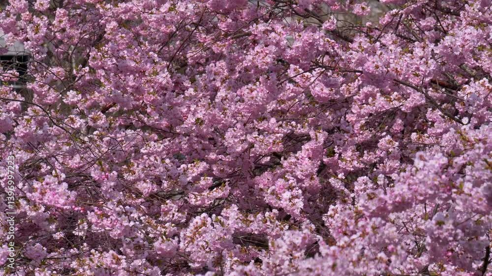 Kirschblüte im Frühling, Japanische Blütenkirsche, Grannenkirsche, Orientalische Kirsche, Grannenkirschbaum, Japanischer Blütenkirschbaum (Prunus serrulata) Kirschblüte im Frühling, Japanische Blütenkirsche, Grannenkirsche, Orientalische Kirsche, Grannenkirschbaum, Japanischer Blütenkirschbaum (Prunus serrulata)