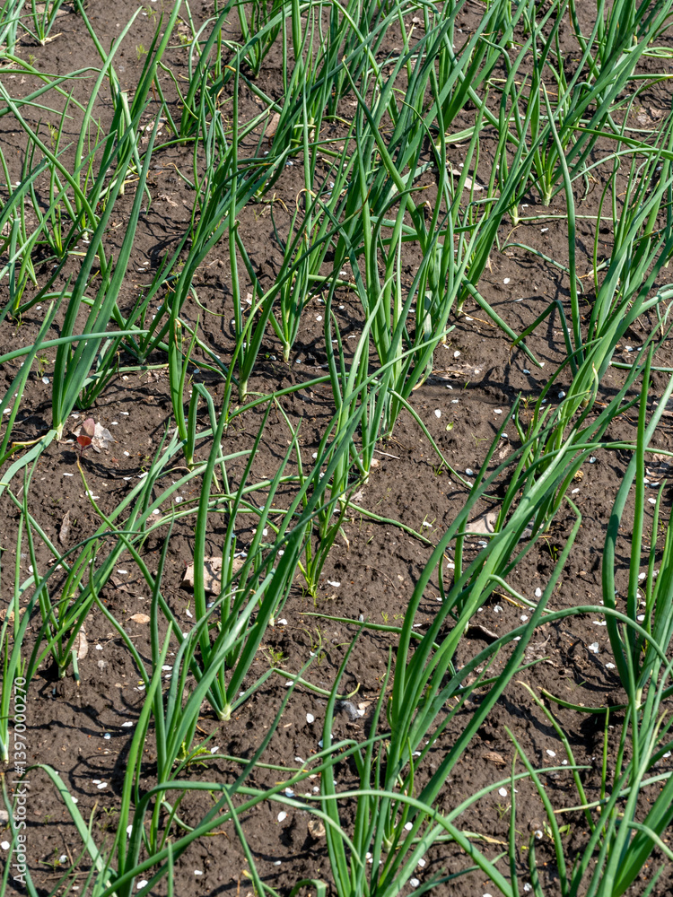 onion in the garden