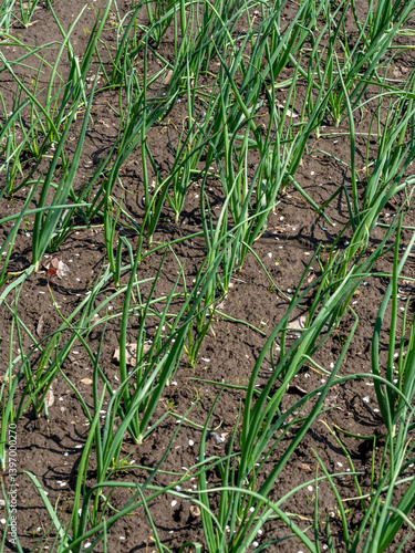 Obraz na płótnie onion in the garden w salonie