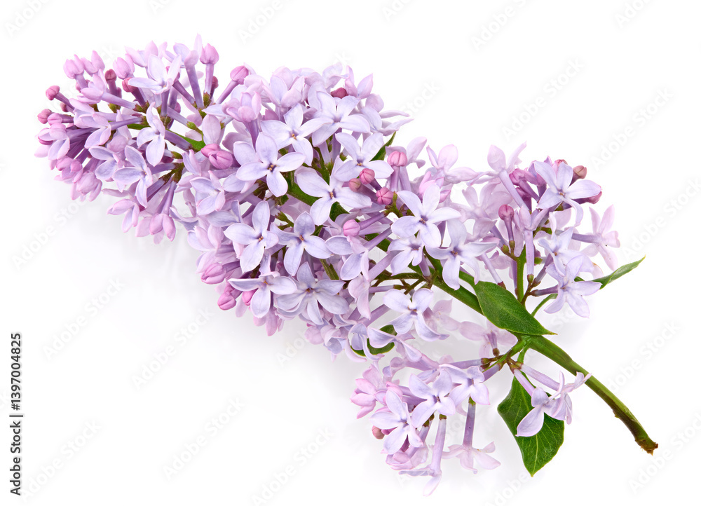 Fototapeta premium lilac flowers isolated on white background
