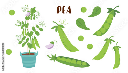 Pea cliparts isolated on white background. Gardening and food concept. Vector hand drawn illustration.