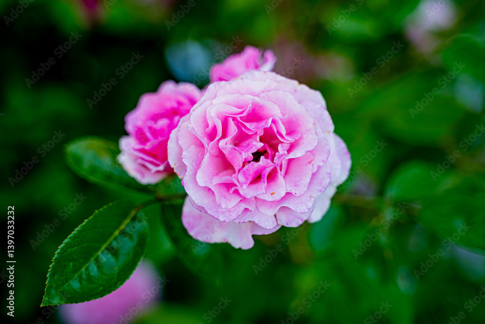 pink delicate rose blooms in the wild on a background of greenery, bud flower in the wild, grows in the garden, beautiful and lush rose pink delicate rose blooms in the wild on a background of greenery, bud flower in the wild, grows in the garden, beautiful and lush rose