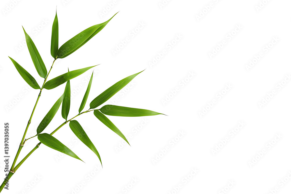 Fototapeta premium A slender bamboo branch with vibrant green leaves extending gracefully.