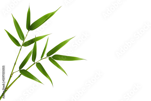 A slender bamboo branch with vibrant green leaves extending gracefully.