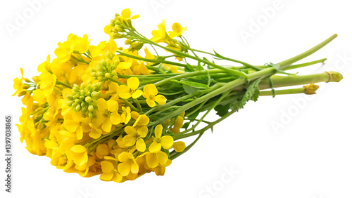 sprig of fresh rapeseed isolated on white background PNG. GENERATIVE AI