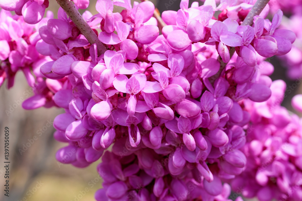 The young leaves of the cercis canadensis are yellow and refreshing. The young leaves of the cercis canadensis are yellow and refreshing.