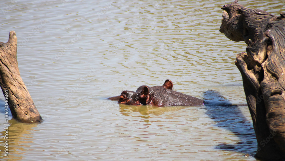 Fototapeta premium Hippopotamus in water