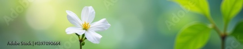 White jasmine flower blooming, delicate petals isolated on clear background, fragrant, flora, close up