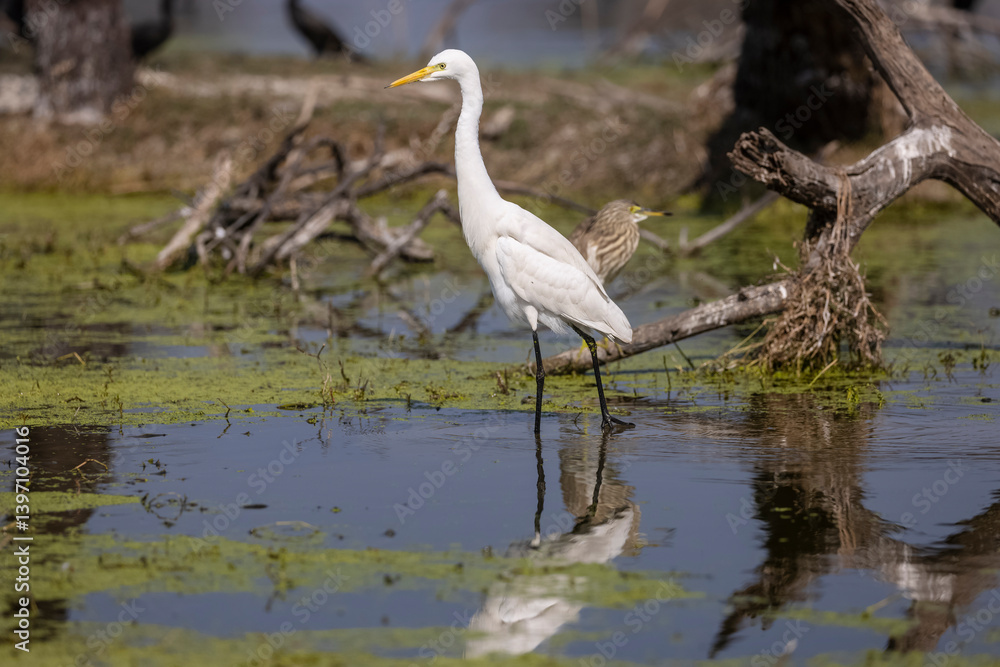 Naklejka premium Intermediate egret (Ardea intermedia) bird hunting fish in forest.