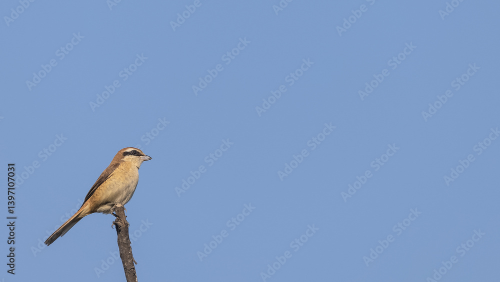 Grey shrike (Lanius excubitor) bird perching on tree branch. Grey shrike (Lanius excubitor) bird perching on tree branch.