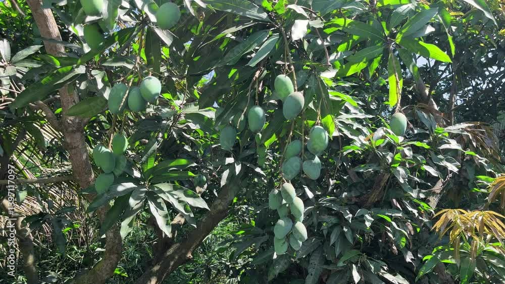 Green mango fruit on the tree. Green mangoes. Mango harvesting concept. Green mango fruit on the tree. Green mangoes. Mango harvesting concept.