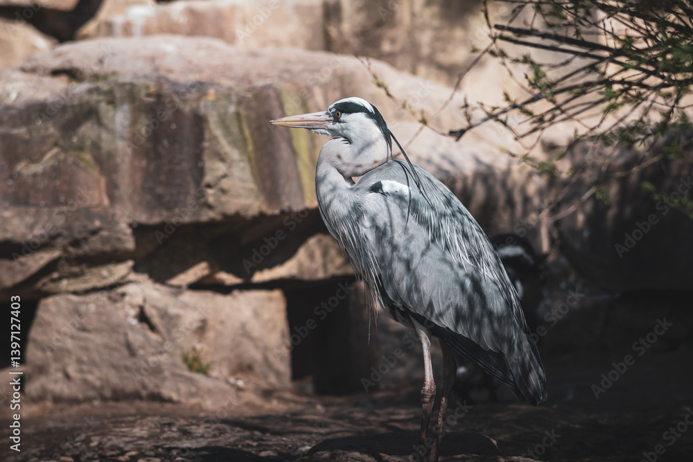 Fototapeta premium Grey Heron Standing by the Water