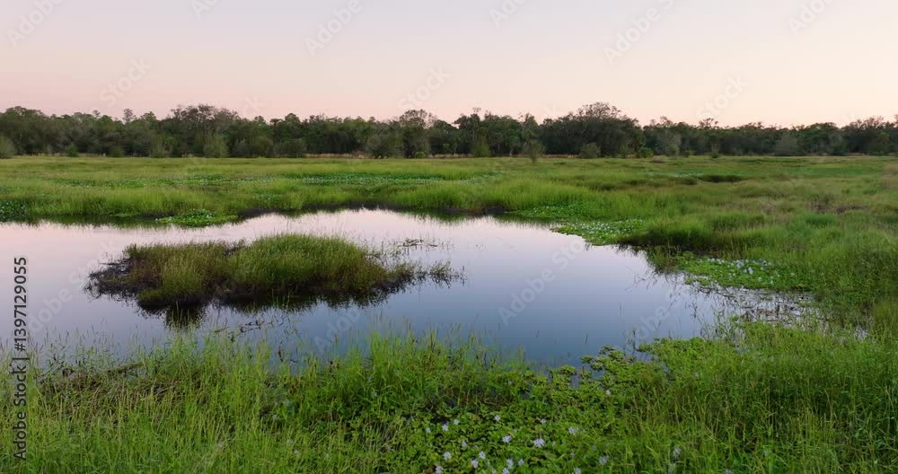 Florida subtropical swamp with wild vegetation in southern USA Florida subtropical swamp with wild vegetation in southern USA
