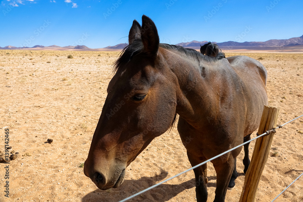 Obraz premium Close up Portrait of Namib Desert Horses in the Kalahari Desert. These feral wild horses live on the grassless, hot plains of Naukluft National Park. Aus, Garib, Namibia
