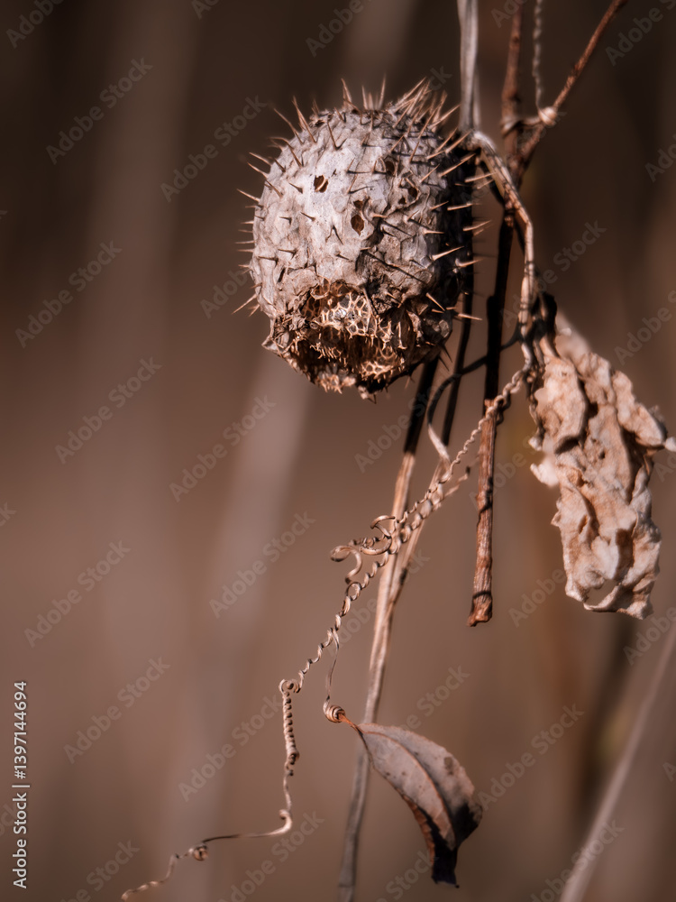 seed pod of a wild plant seed pod of a wild plant