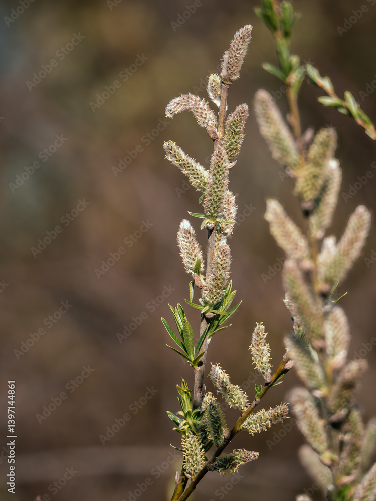 Naklejka premium willow catkins in spring