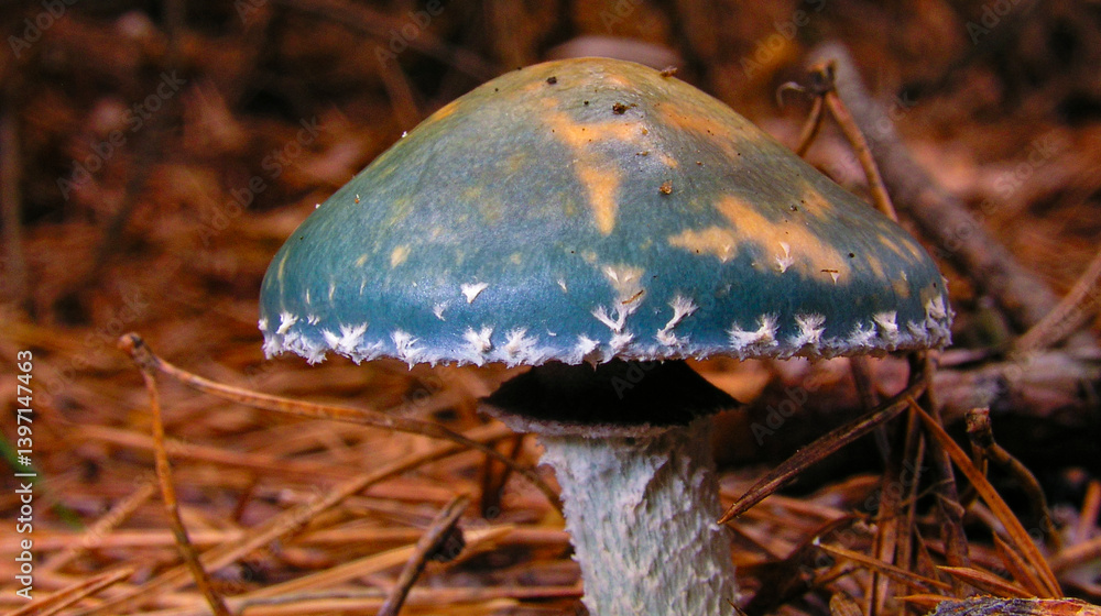 Fototapeta premium Wild Mushrooms, Valsain Forest, Sierra de Guadarrama National Park, Segovia, Castile Leon, Spain, Europe