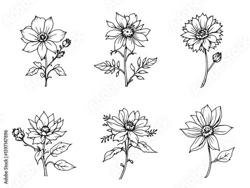 Bee Balm Botanical Drawing Collection