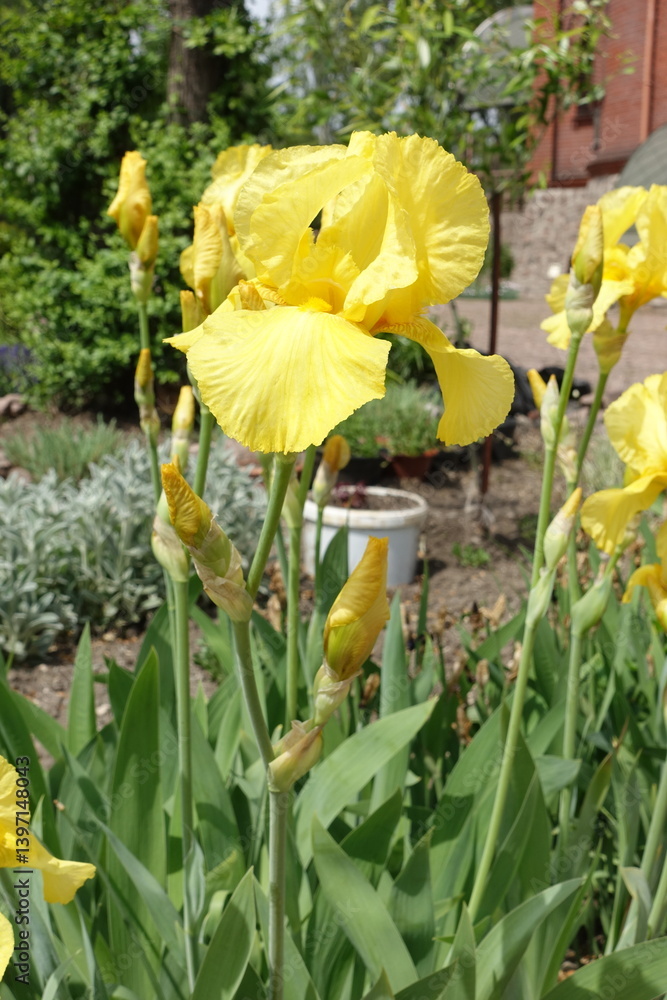Closed buds and yellow flower of Iris germanica in mid May