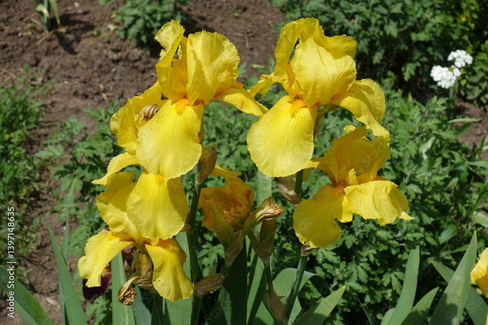 Five yellow flowers of Iris germanica in May