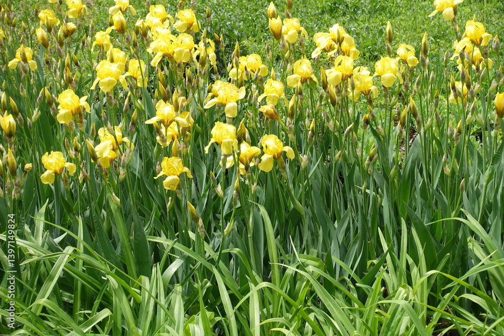 Fototapeta premium Mass of yellow flowers of Iris germanica in mid May