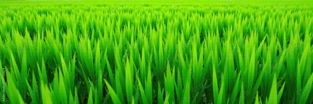 Naklejka premium Uniform, bright green grass field, perfectly tiled , summer, bright, field