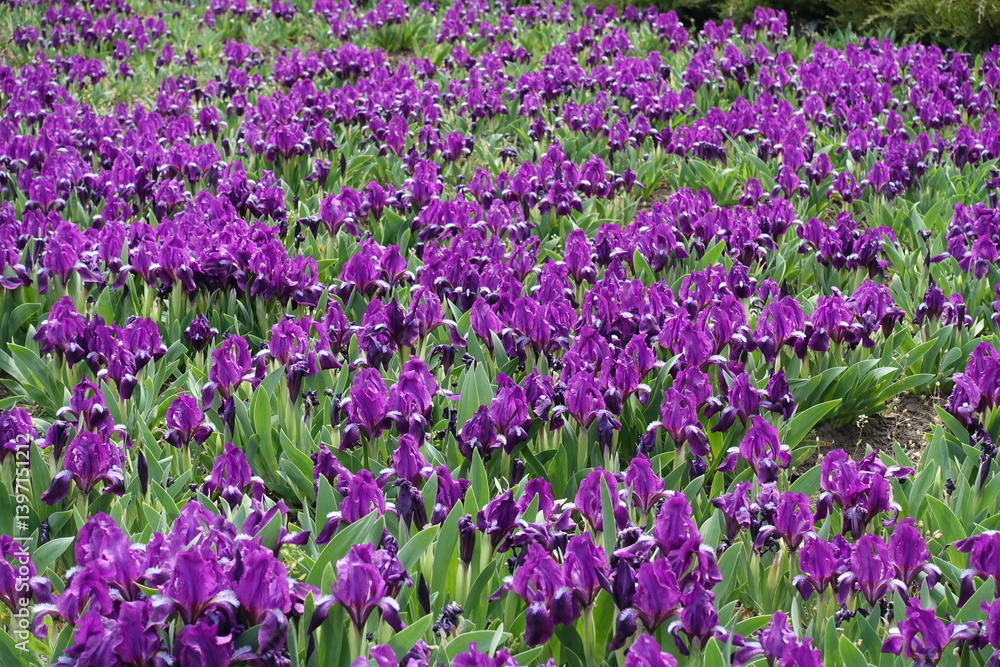 Plenty of purple flowers of dwarf irises in April